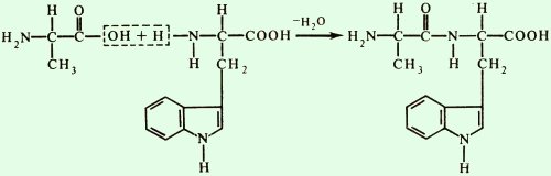 Високу стабільність їй надають ковалентні пептидні зв'язку між α-аміногрупою однієї амінокислоти і α-карбоксильною групою іншої амінокислоти [показати]